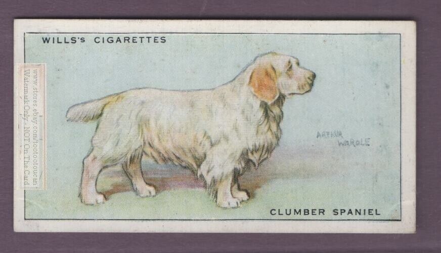 Clumber Spaniel Dog Canine Pet 1930s Ad Trade Card