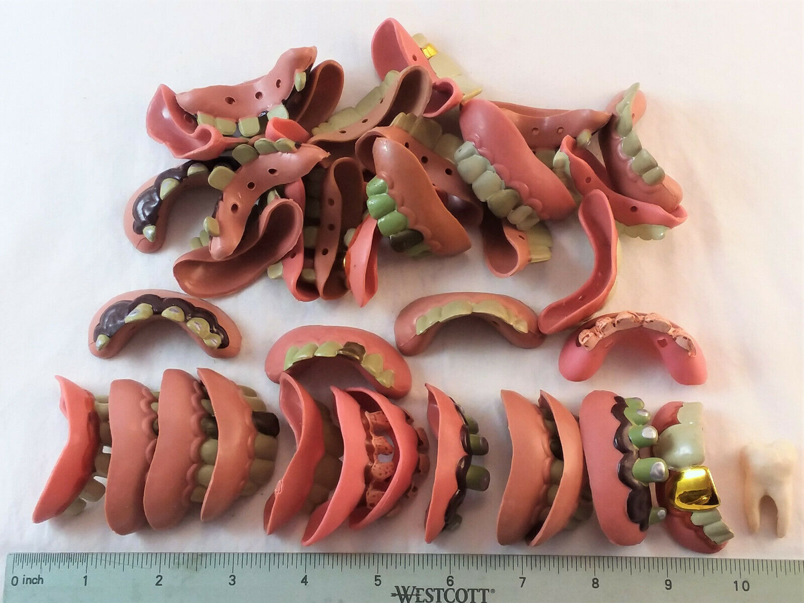 36 Teeth Sets For  Crafting, Play/ Costume...& 1 Molar For A Keyring- New